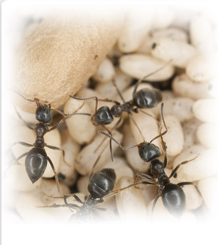 Pest Control London Ontario