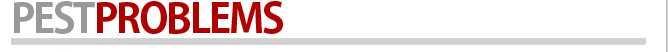 Pest Problems London Ontario